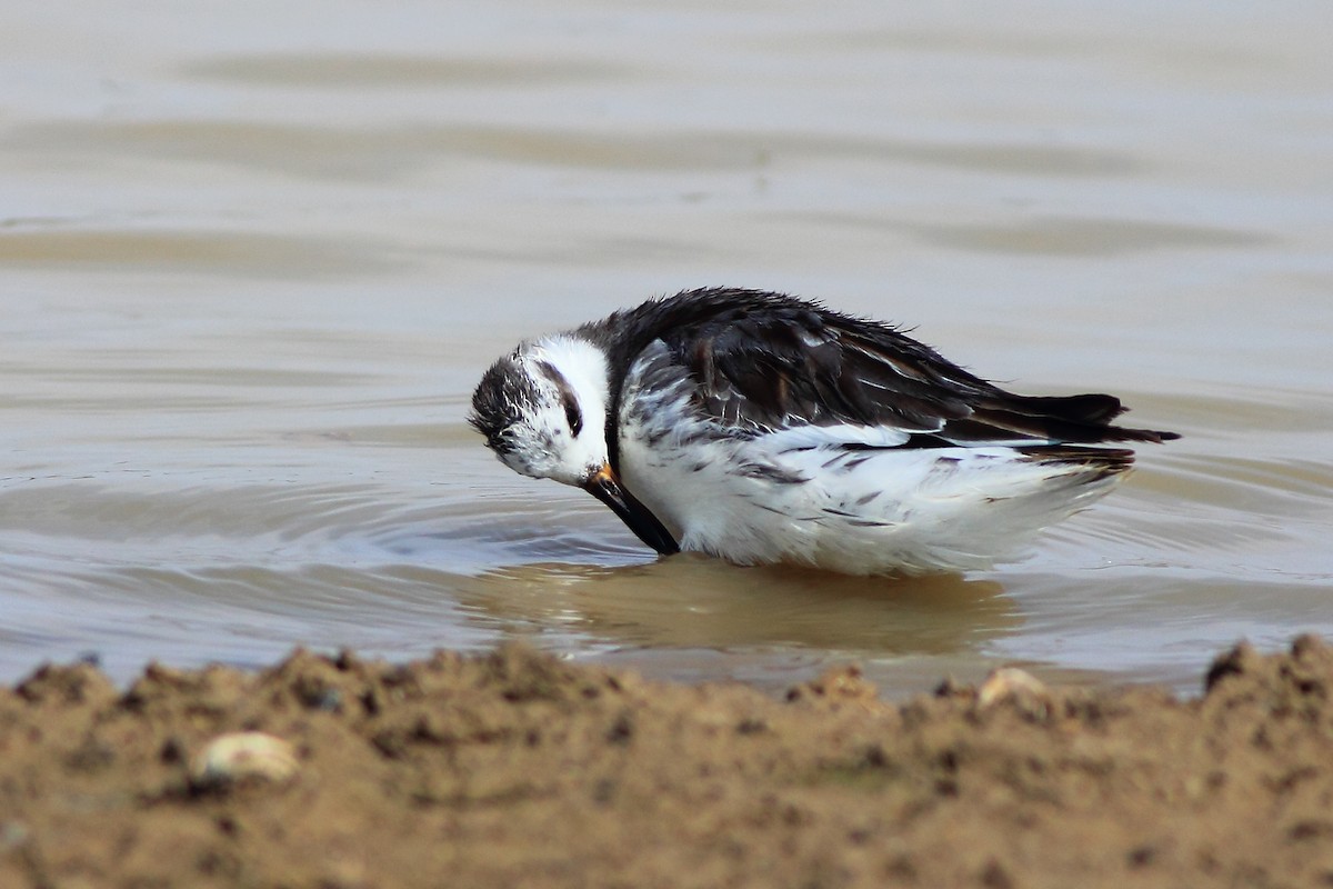 Phalarope à bec large - ML615424273