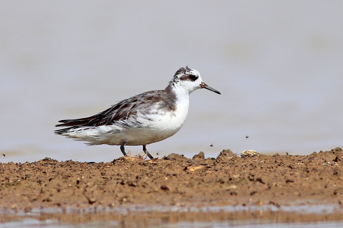 polarsvømmesnipe - ML615424274