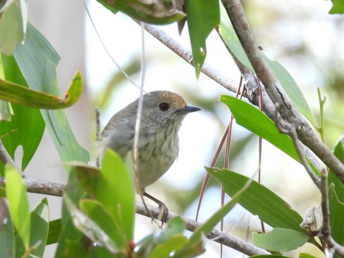 Brown Thornbill - ML615424279