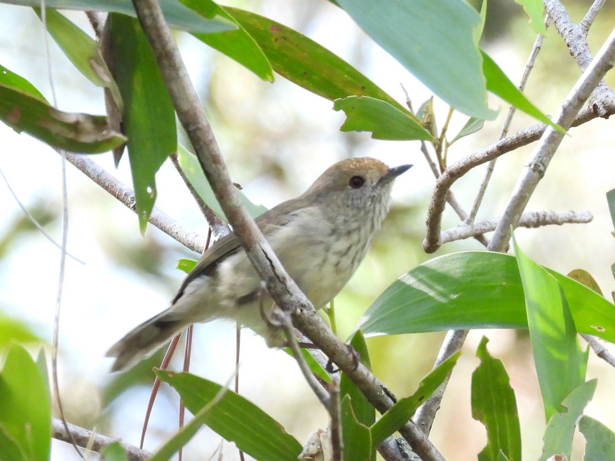 Brown Thornbill - ML615424280