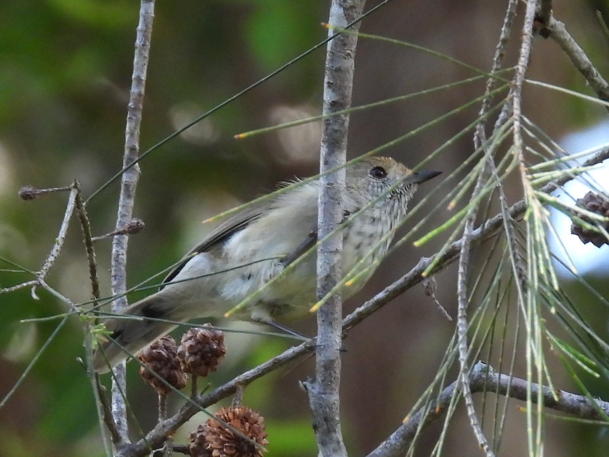 Brown Thornbill - ML615424281