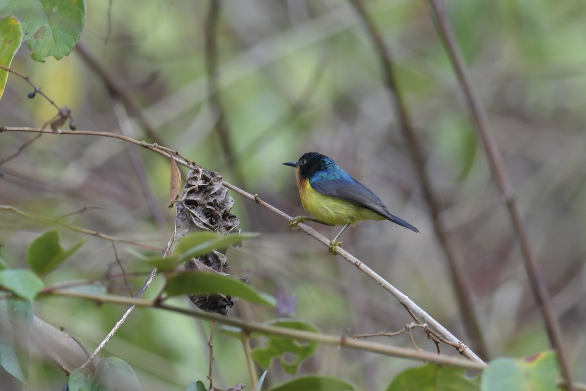 Ruby-cheeked Sunbird - Supaporn Teamwong