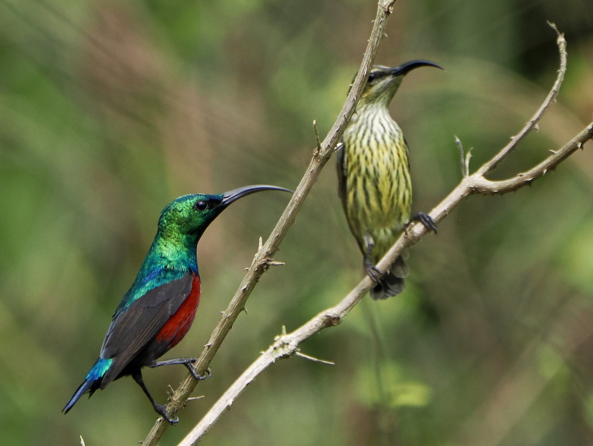 Johanna's Sunbird - ML615424285