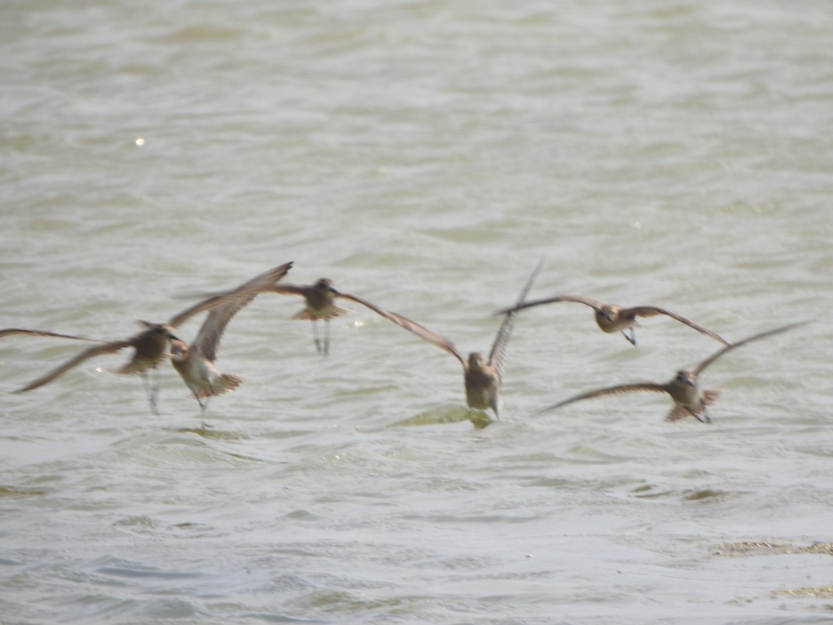 Pacific Golden-Plover - Arulvelan Thillainayagam