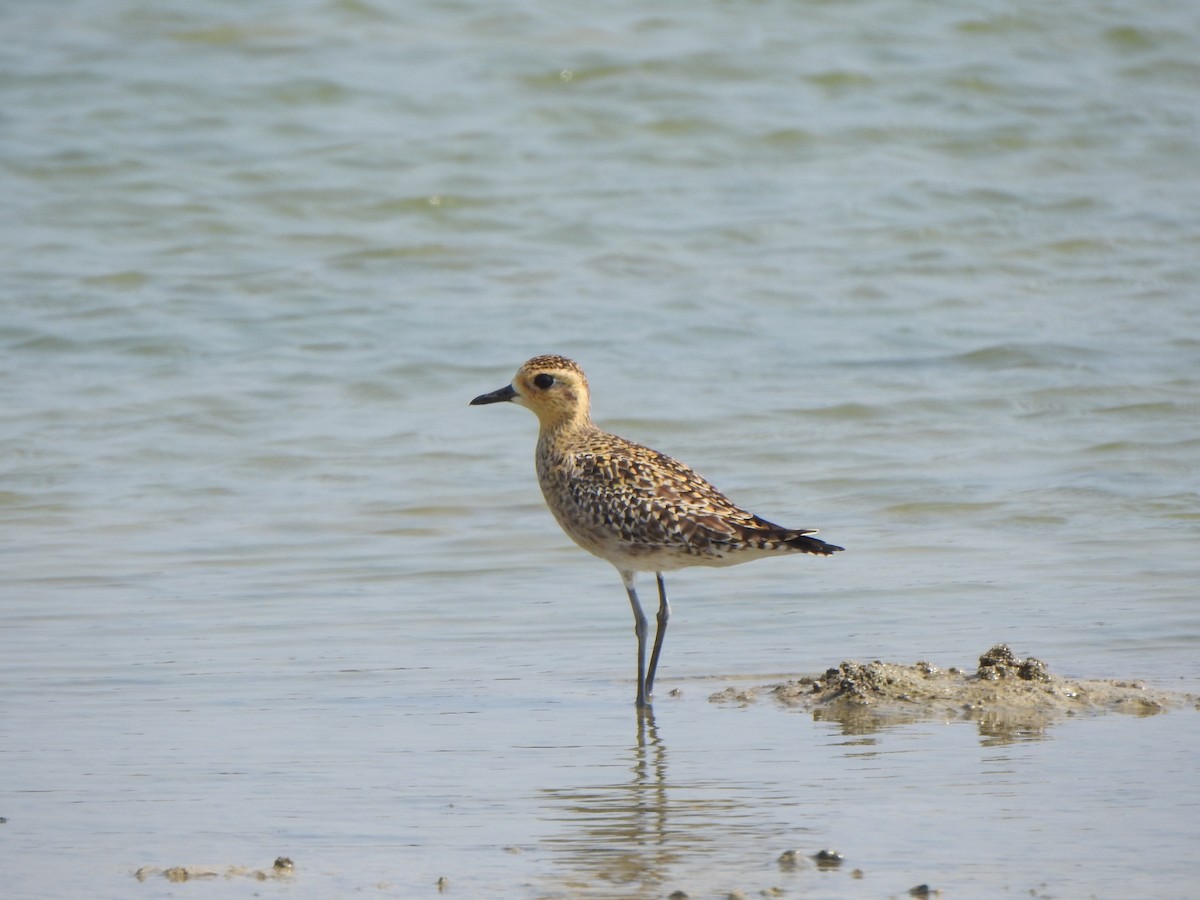 Pacific Golden-Plover - Arulvelan Thillainayagam