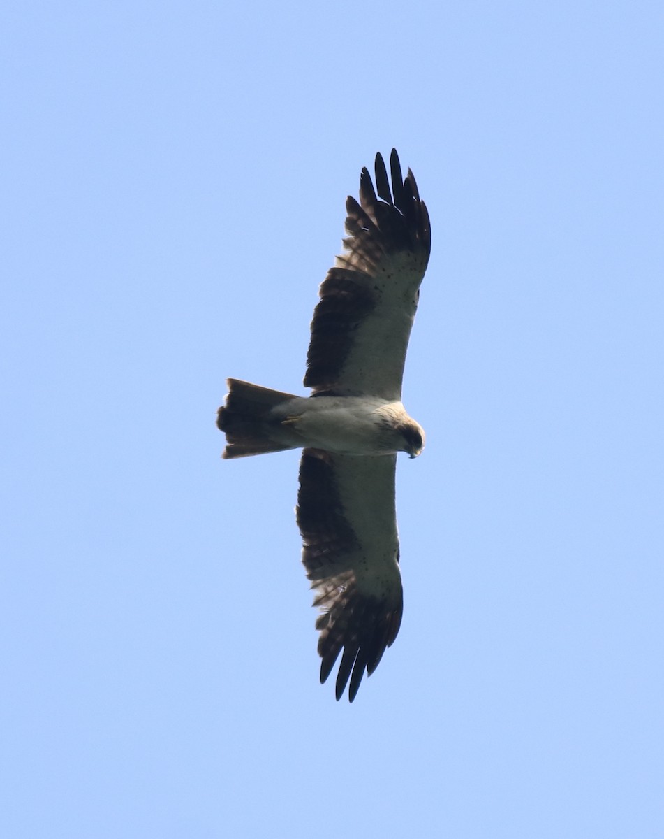 Booted Eagle - ML615424421