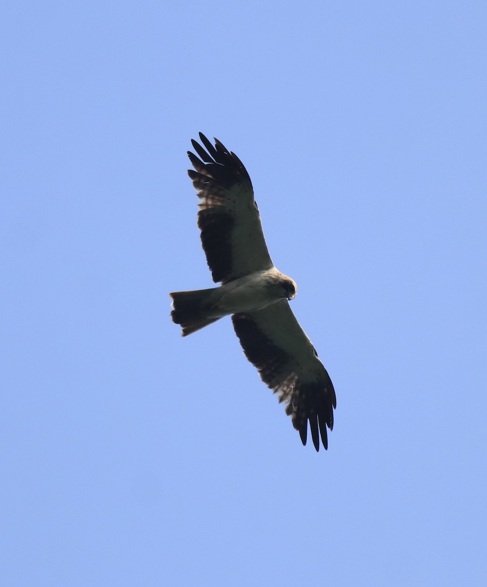 Booted Eagle - ML615424422
