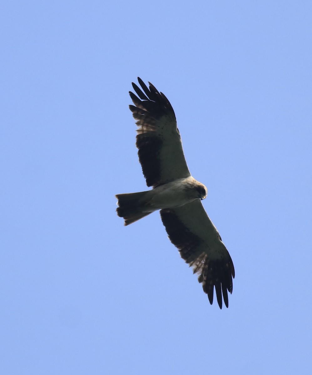 Booted Eagle - ML615424423