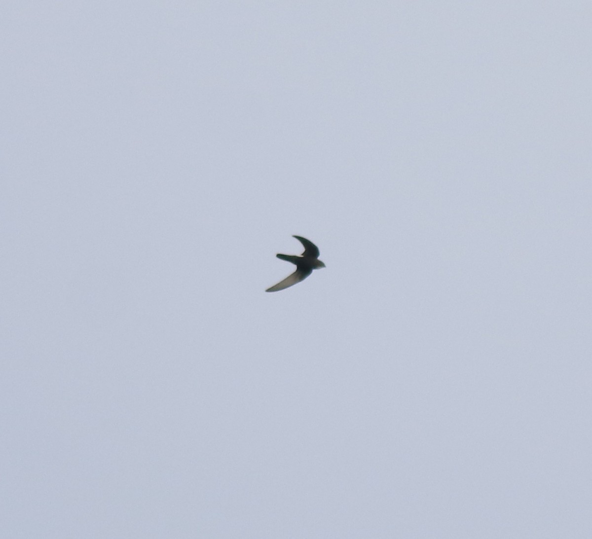 Little Swift - ML615424467