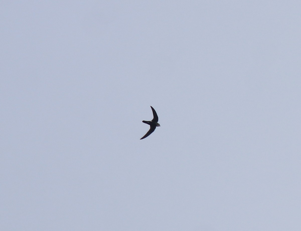 Little Swift - ML615424468