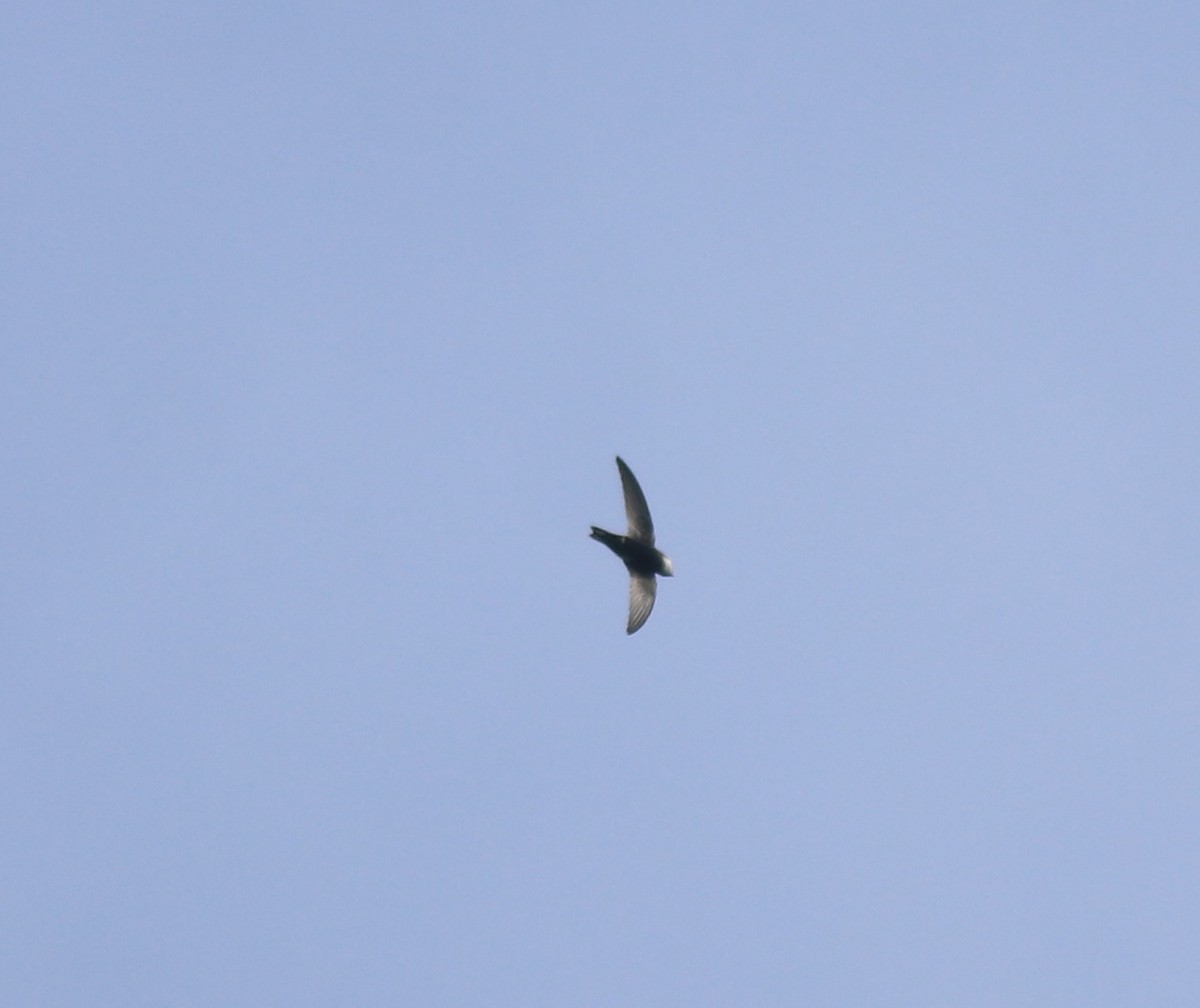 Little Swift - ML615424469