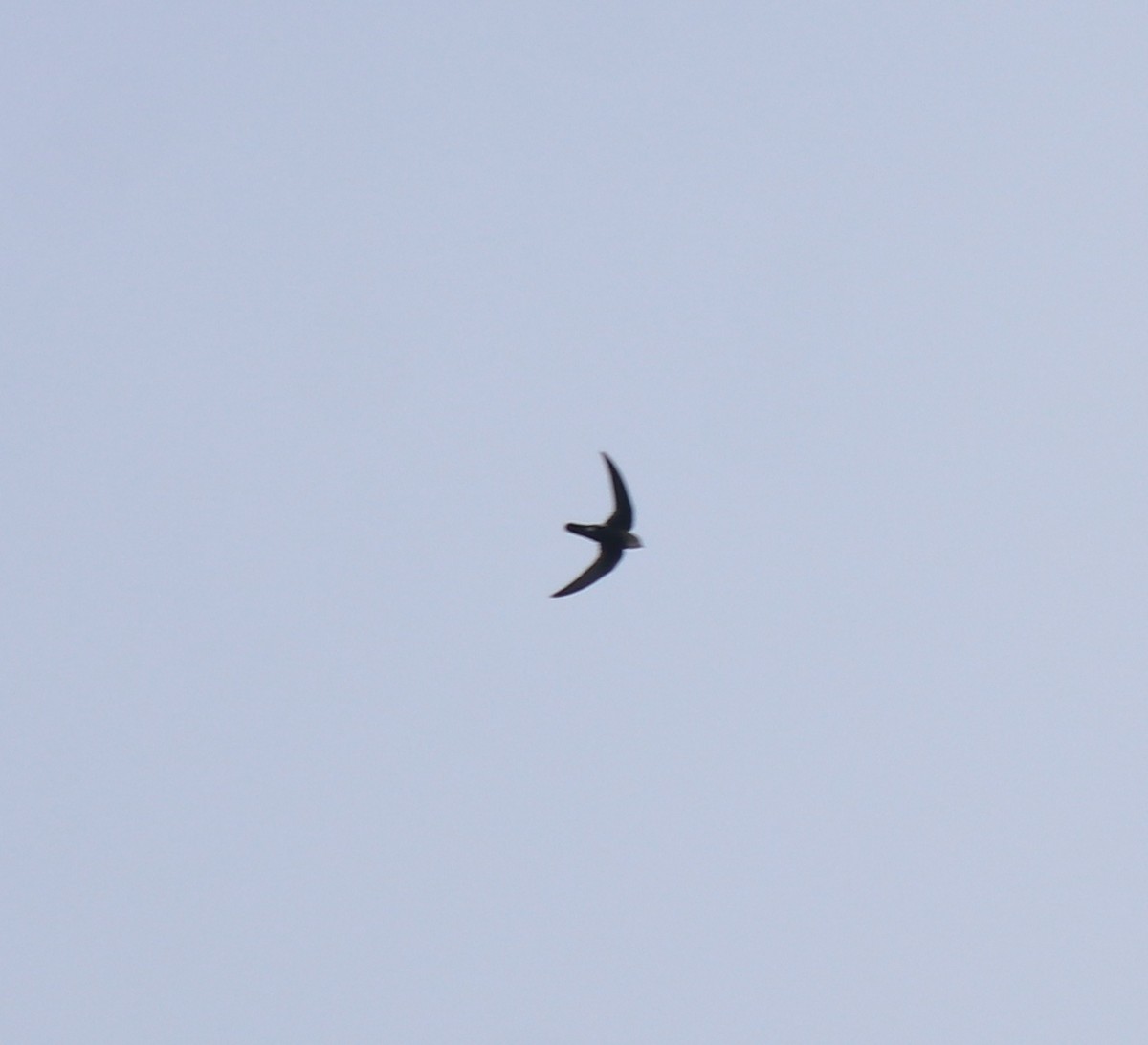Little Swift - ML615424470