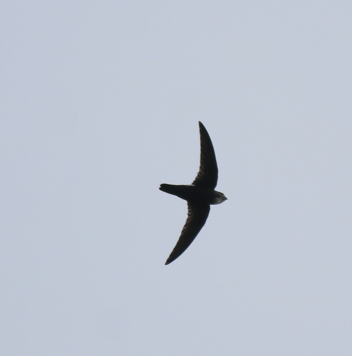 Little Swift - ML615424471