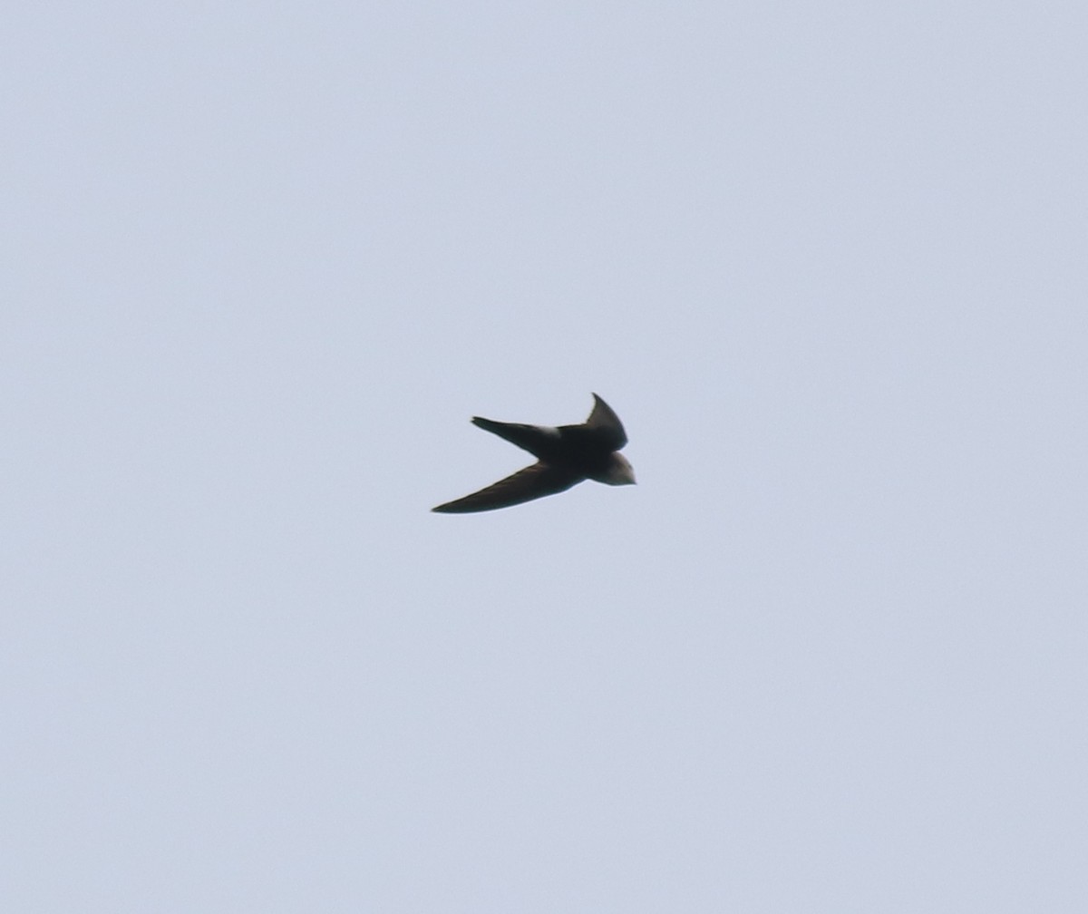 Little Swift - ML615424472