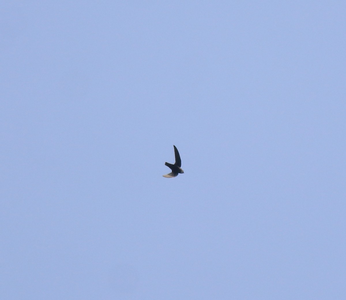 Little Swift - ML615424473