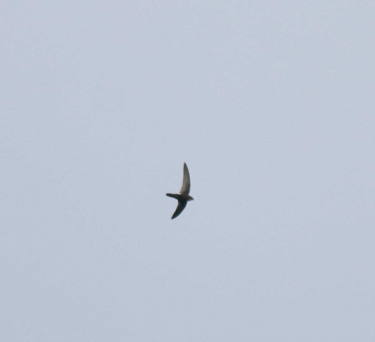 Little Swift - ML615424474