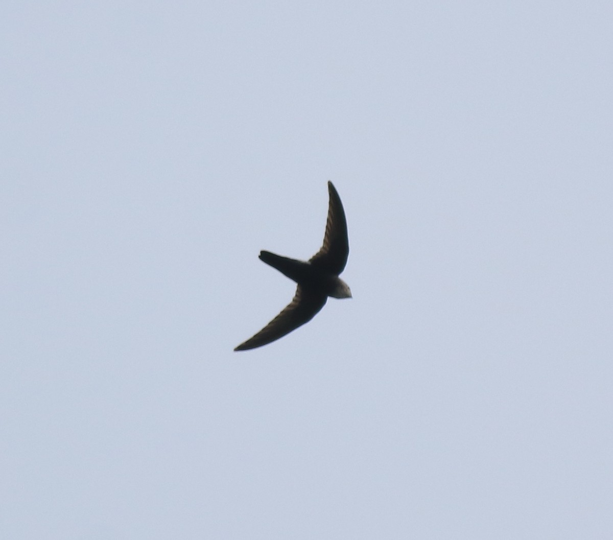 Little Swift - ML615424475