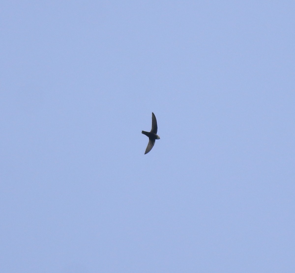Little Swift - ML615424476