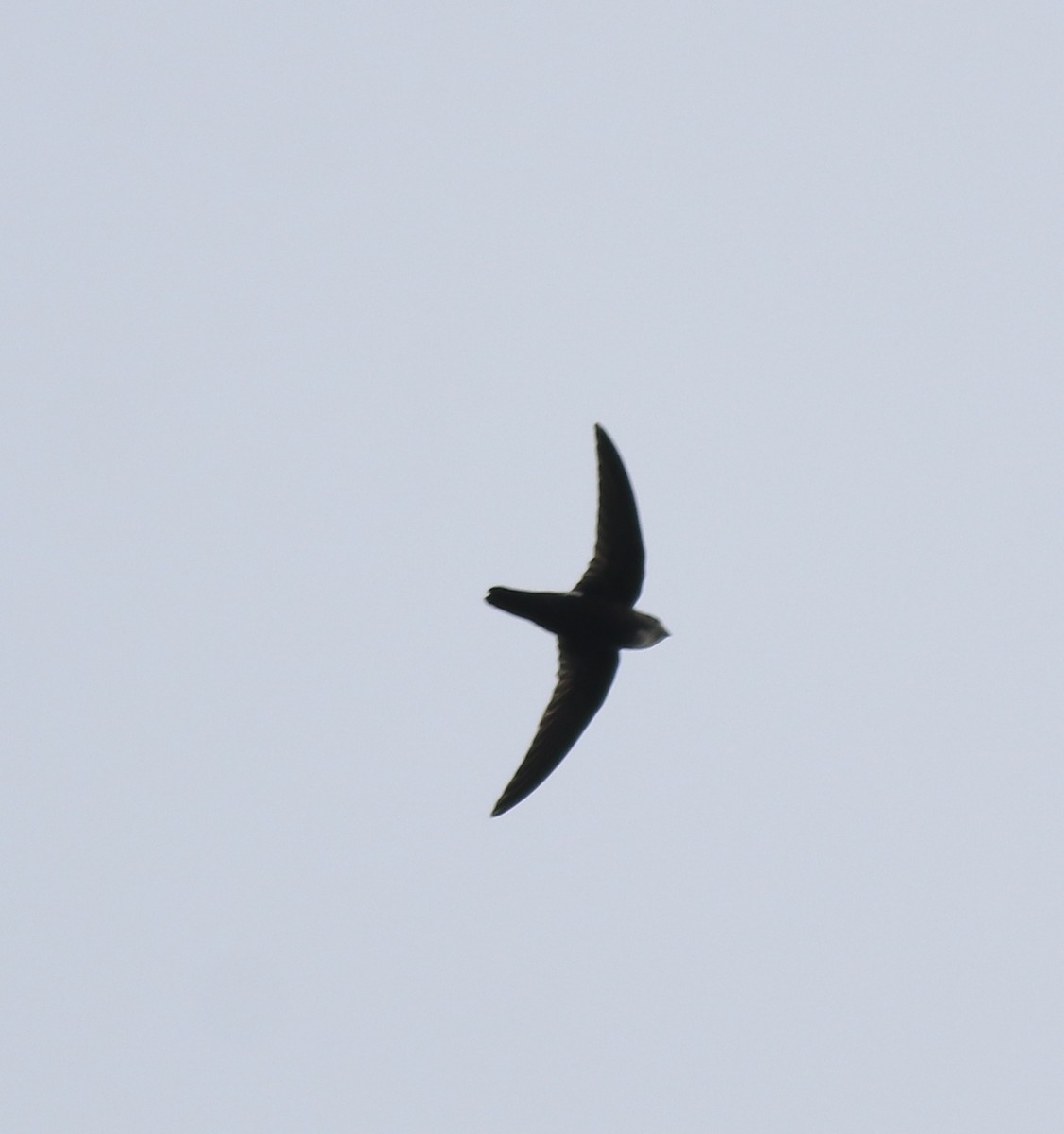 Little Swift - ML615424477
