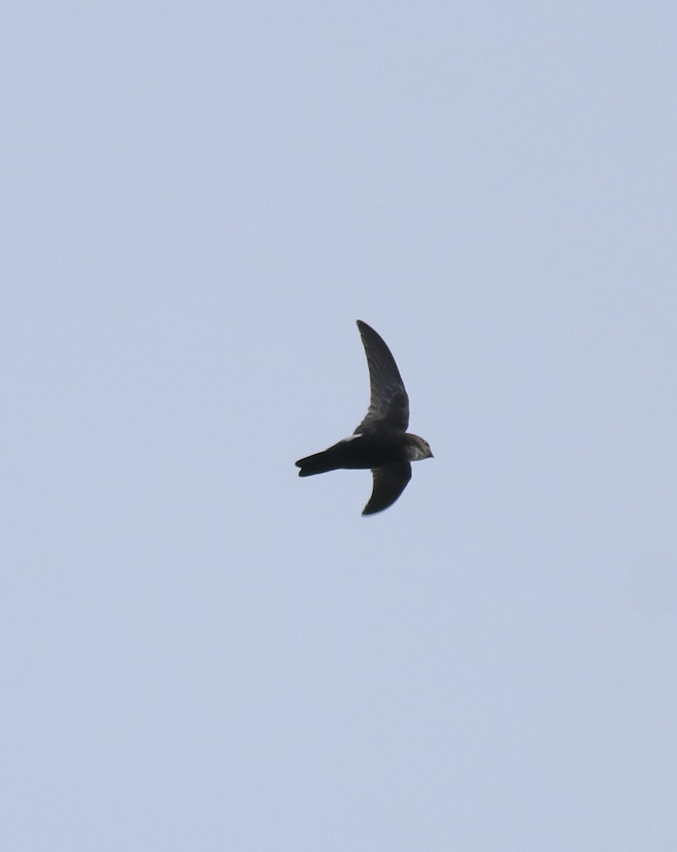 Little Swift - ML615424478