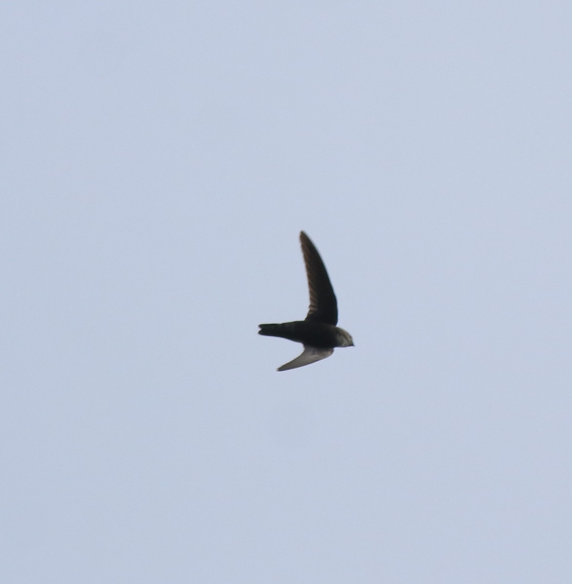 Little Swift - ML615424479