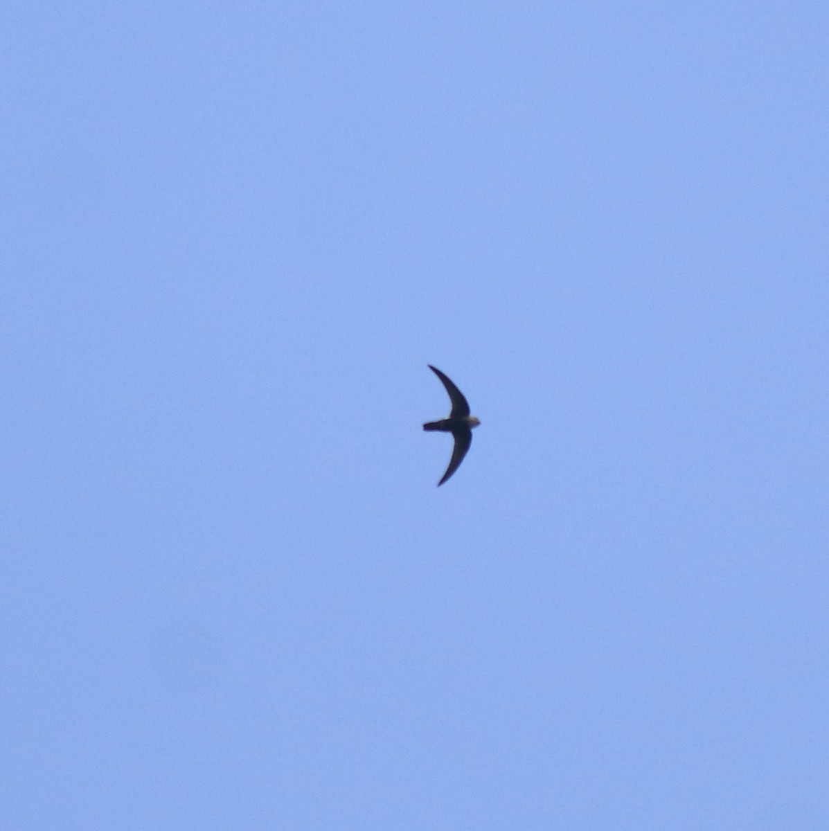 Little Swift - ML615424480