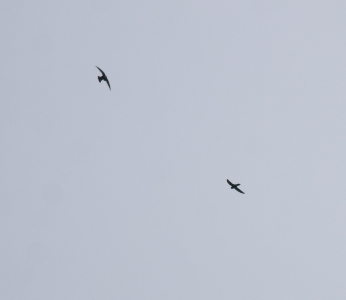Little Swift - ML615424481