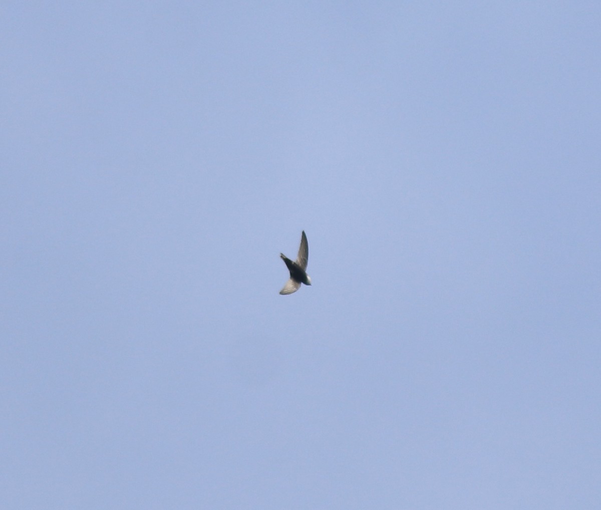 Little Swift - ML615424482