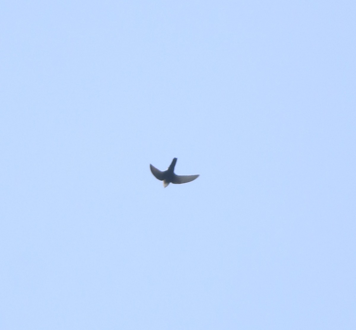 Little Swift - ML615424483