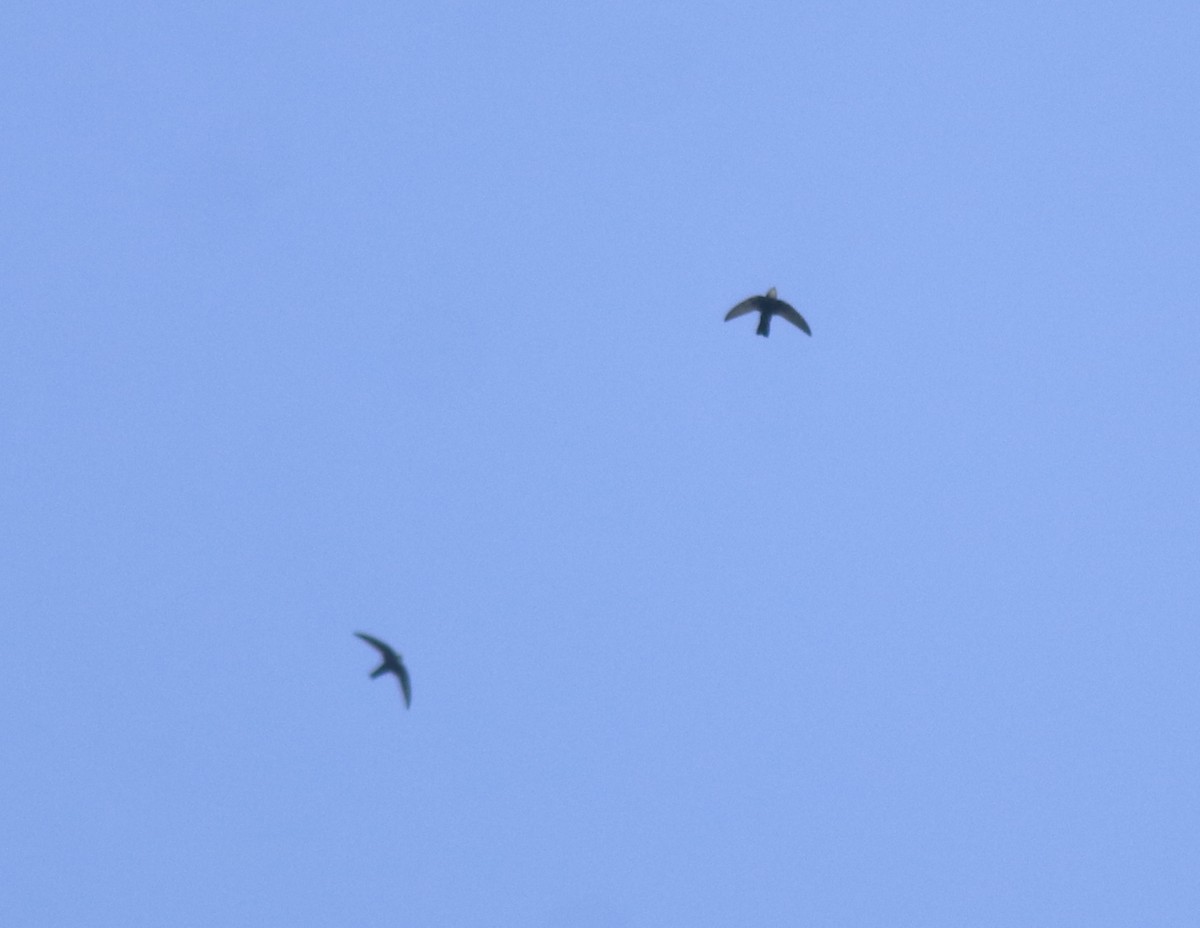 Little Swift - ML615424484