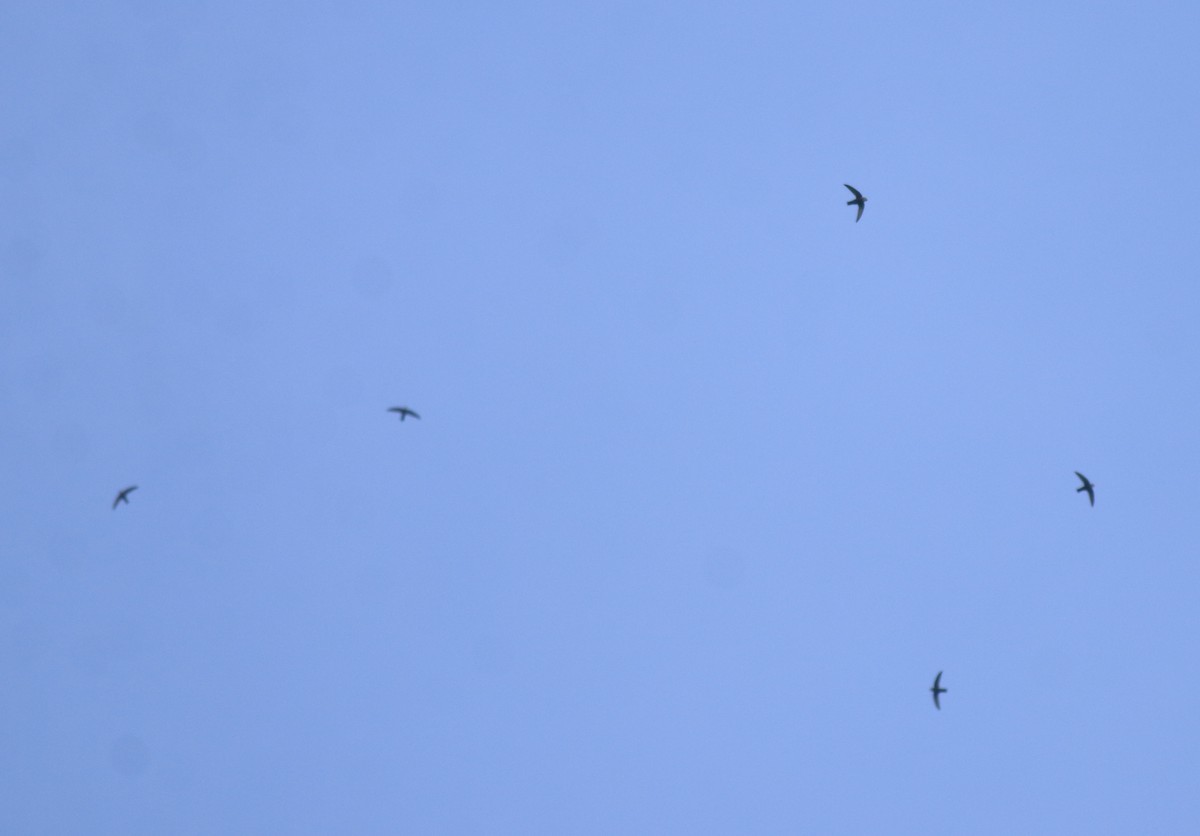 Little Swift - ML615424486