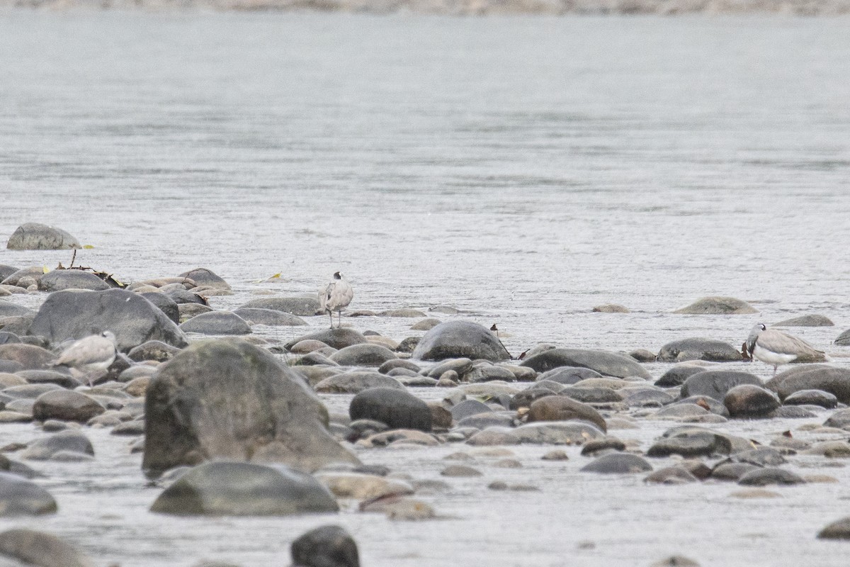 Ibisbill - ML615424548
