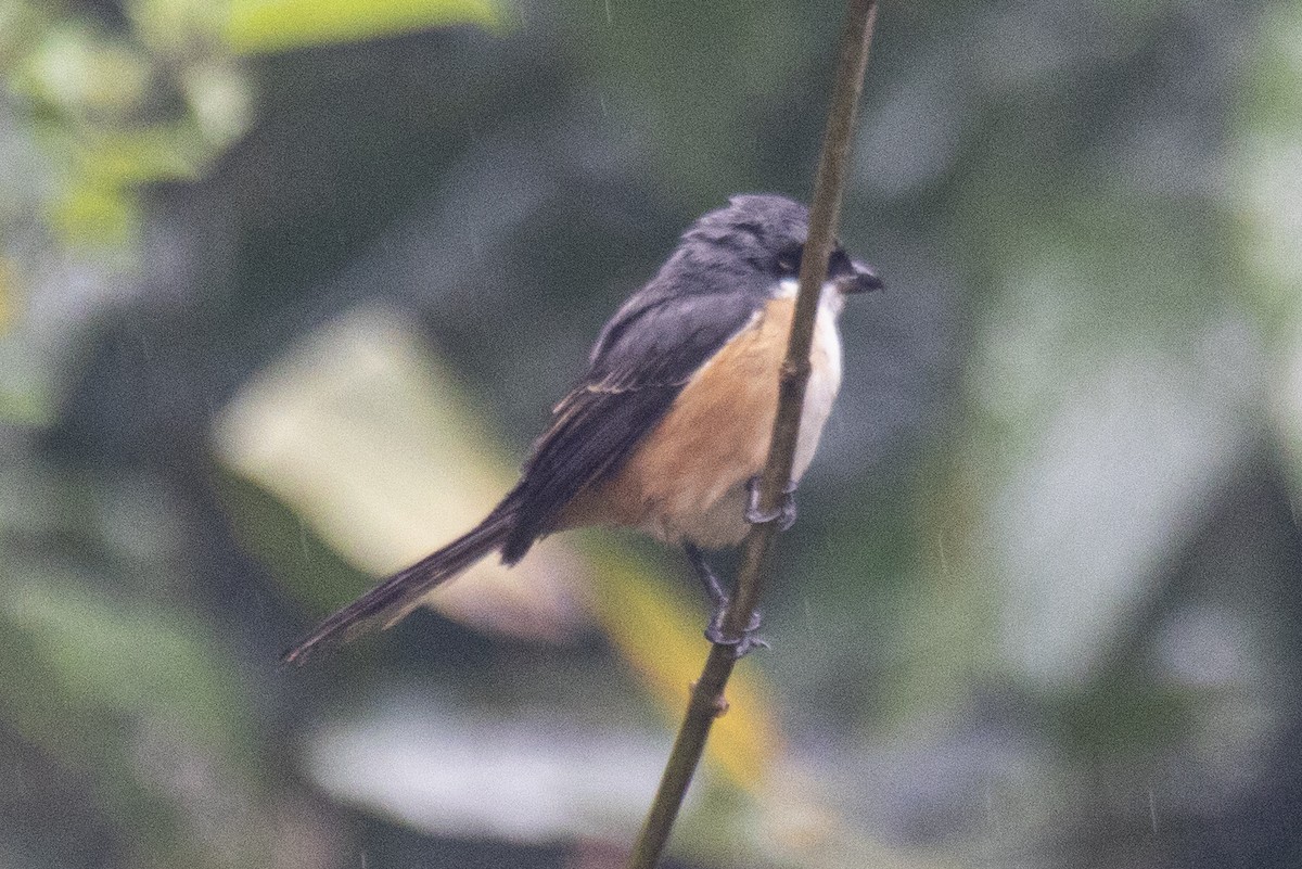 Gray-backed Shrike - ML615424550