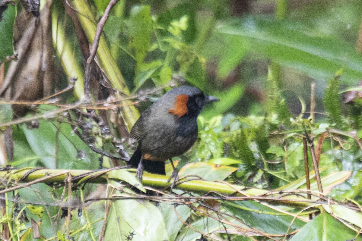 Rufous-necked Laughingthrush - ML615424552