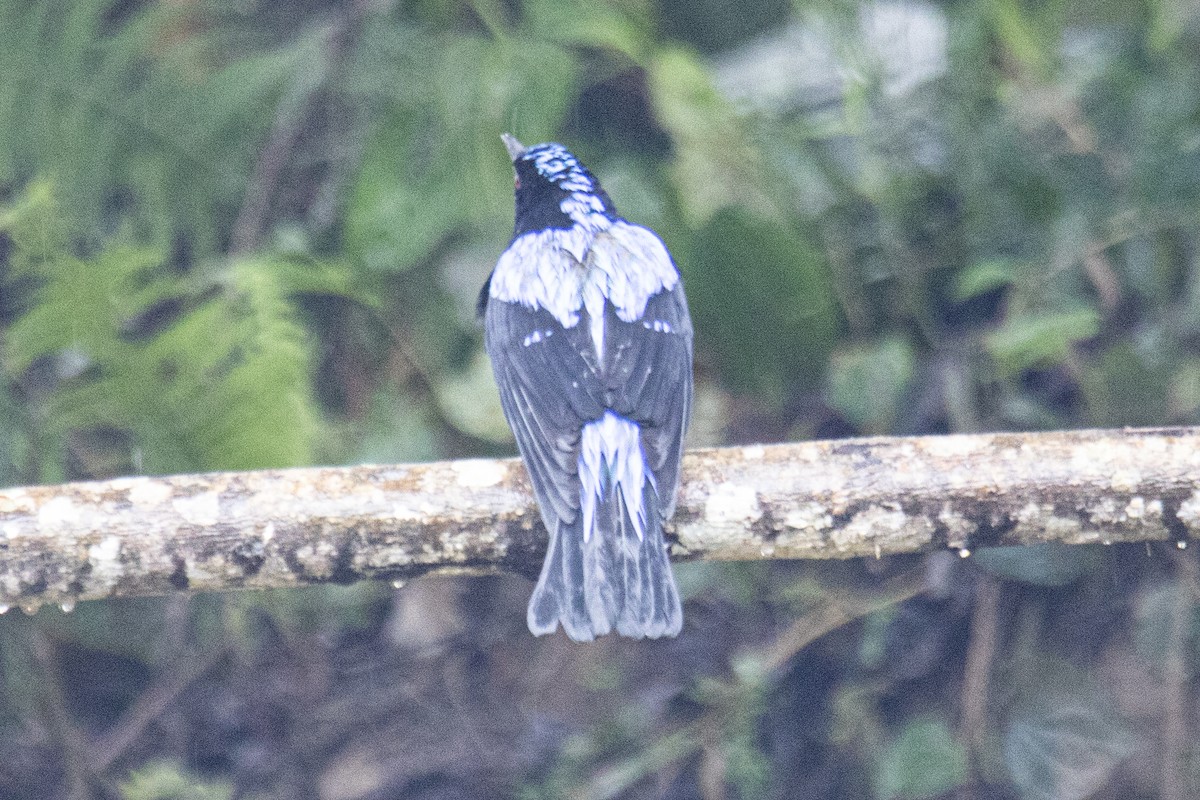 Asian Fairy-bluebird - ML615424553
