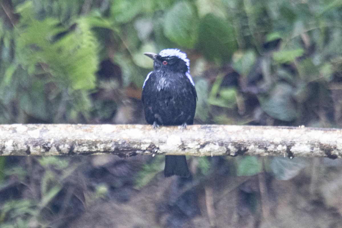 Asian Fairy-bluebird - ML615424554