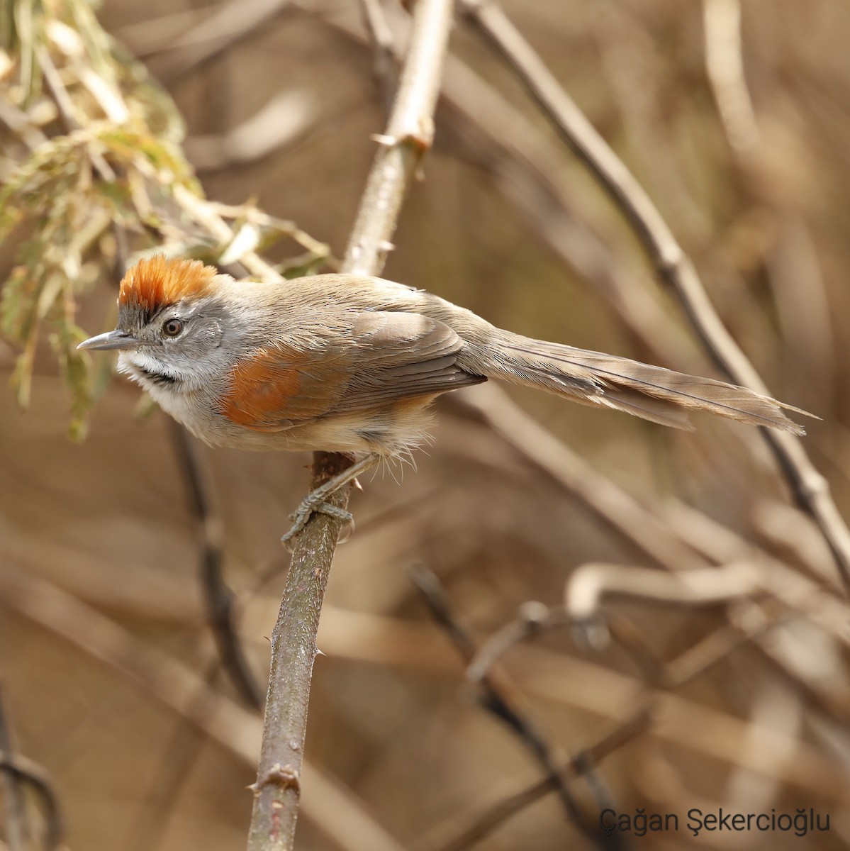 Rio Orinoco Spinetail - ML615424573