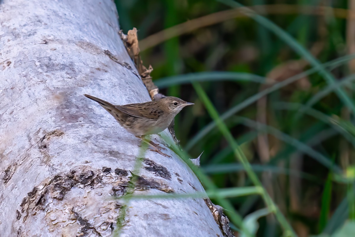 Common Grasshopper Warbler - ML615424634