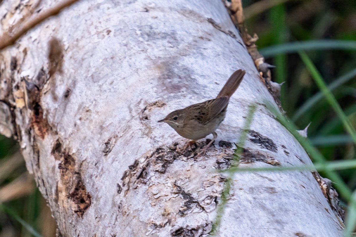 Common Grasshopper Warbler - ML615424635