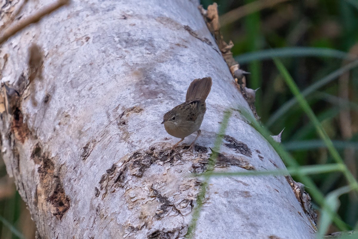 Common Grasshopper Warbler - ML615424636