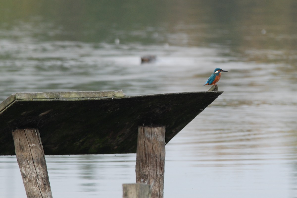 Common Kingfisher - ML615424721