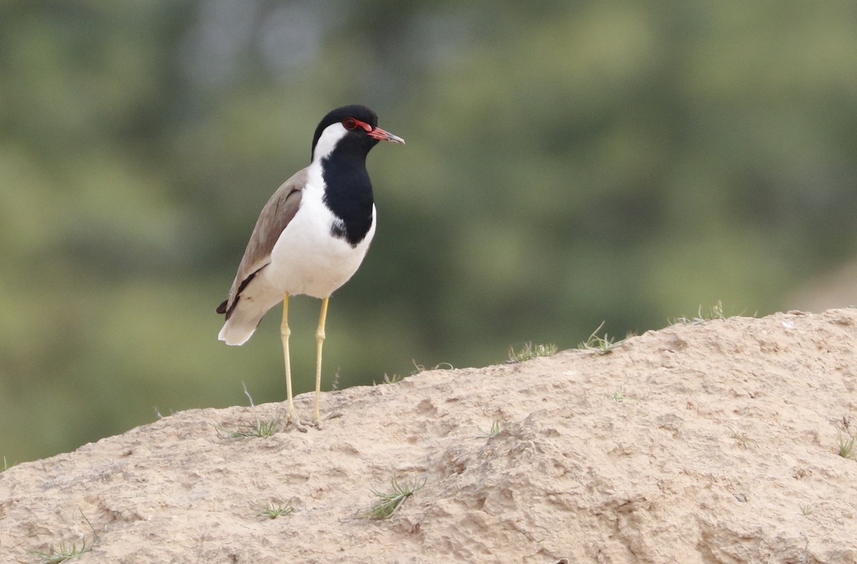 Red-wattled Lapwing - ML615424775