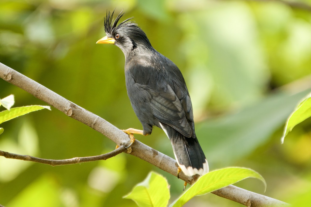 Great Myna - John Russell