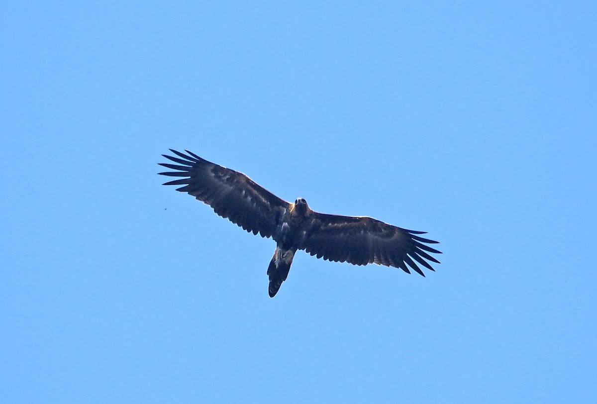 Wedge-tailed Eagle - Steve Law