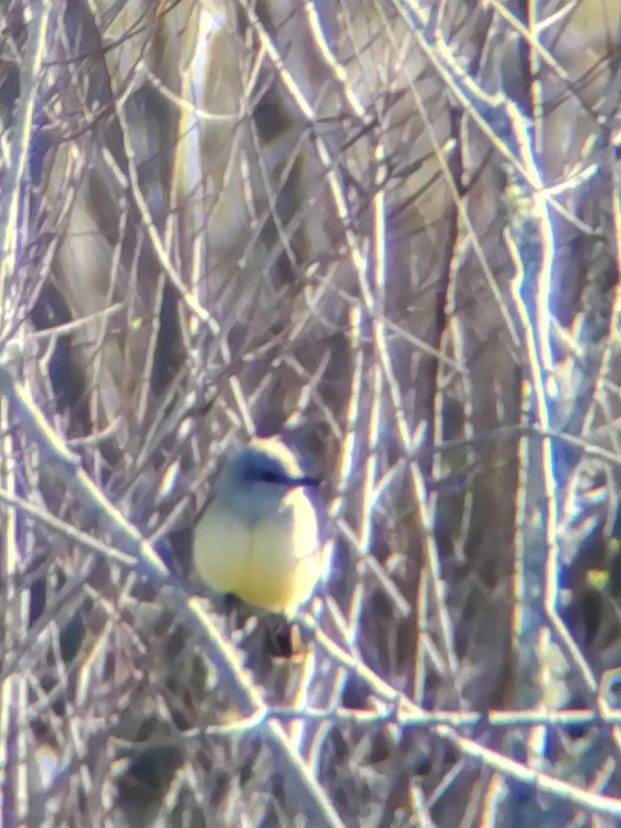 Western Kingbird - ML615424791