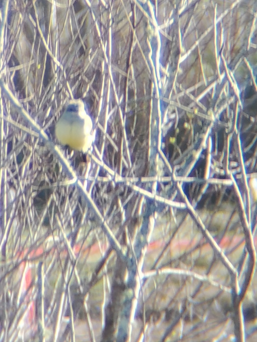 Western Kingbird - ML615424793