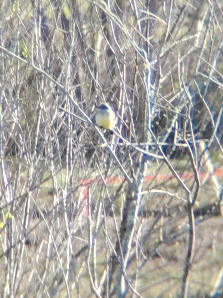 Western Kingbird - ML615424795