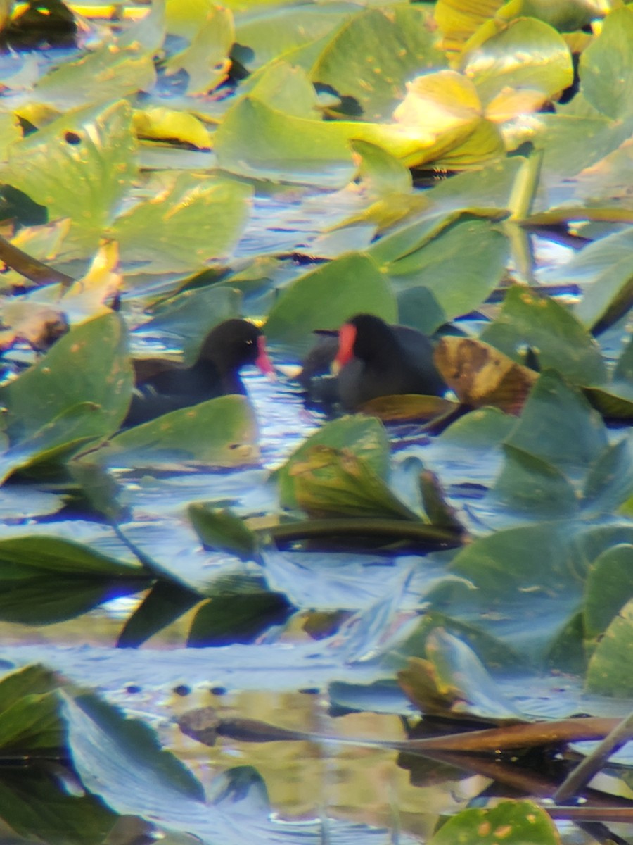 Common Gallinule - ML615424803