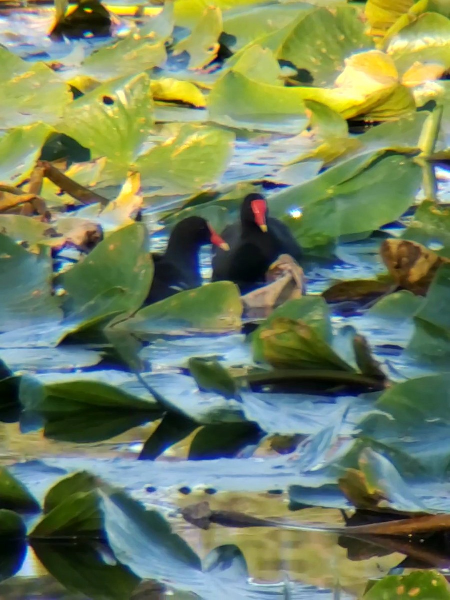 Common Gallinule - ML615424805