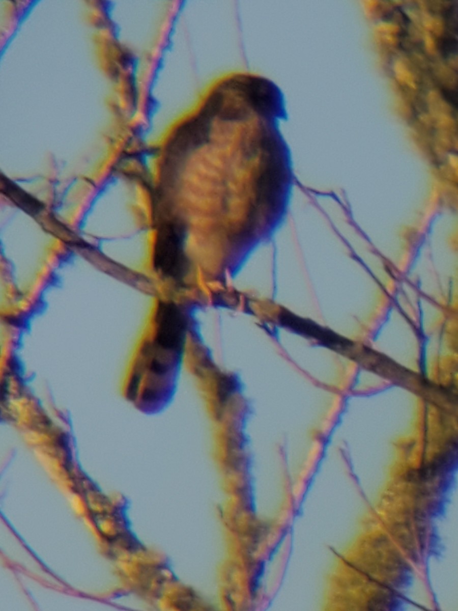 Sharp-shinned Hawk - ML615424812